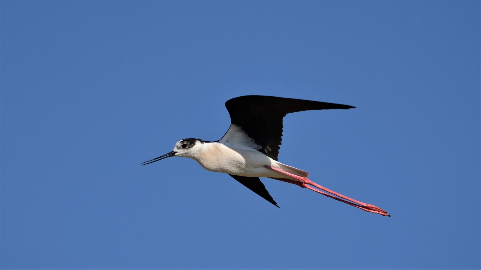 Black-winged Stilt